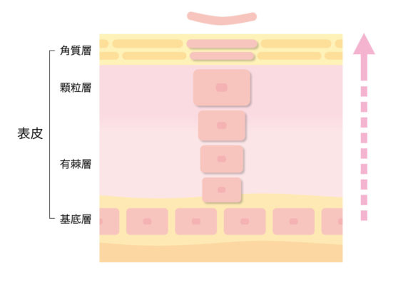 ターンオーバー